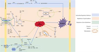 Ferroptosis in hepatocellular carcinoma, from mechanism to effect